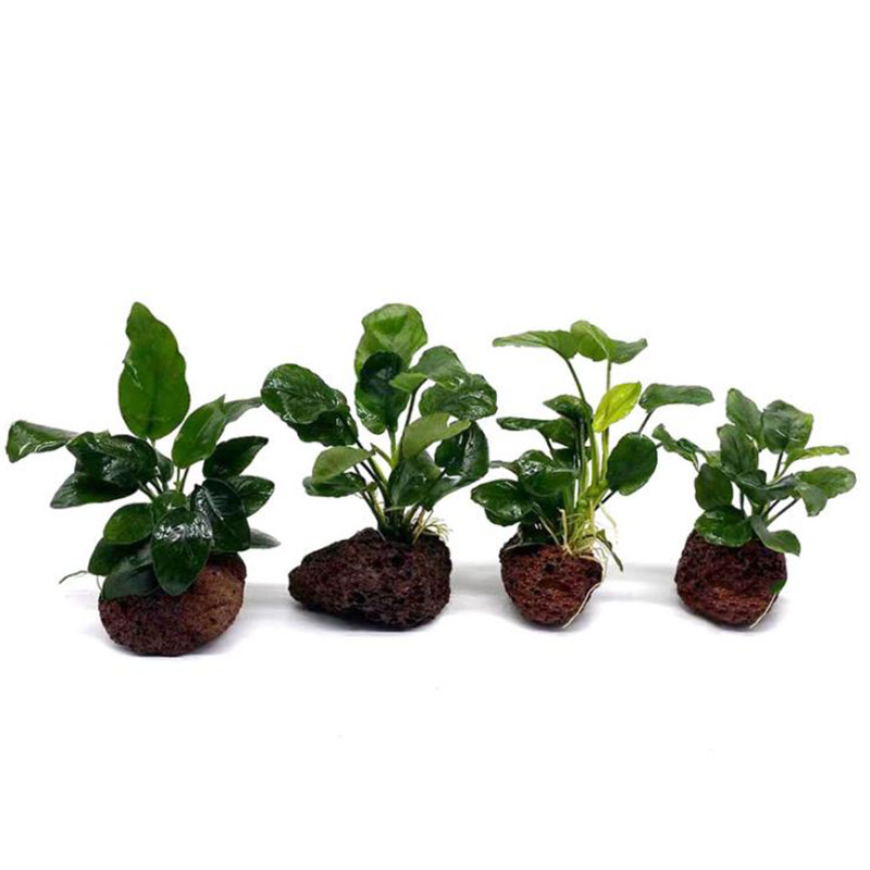 Volcanic Aquarium Decoration F - Aquarium Fish Enrichment 리뷰 및 가격