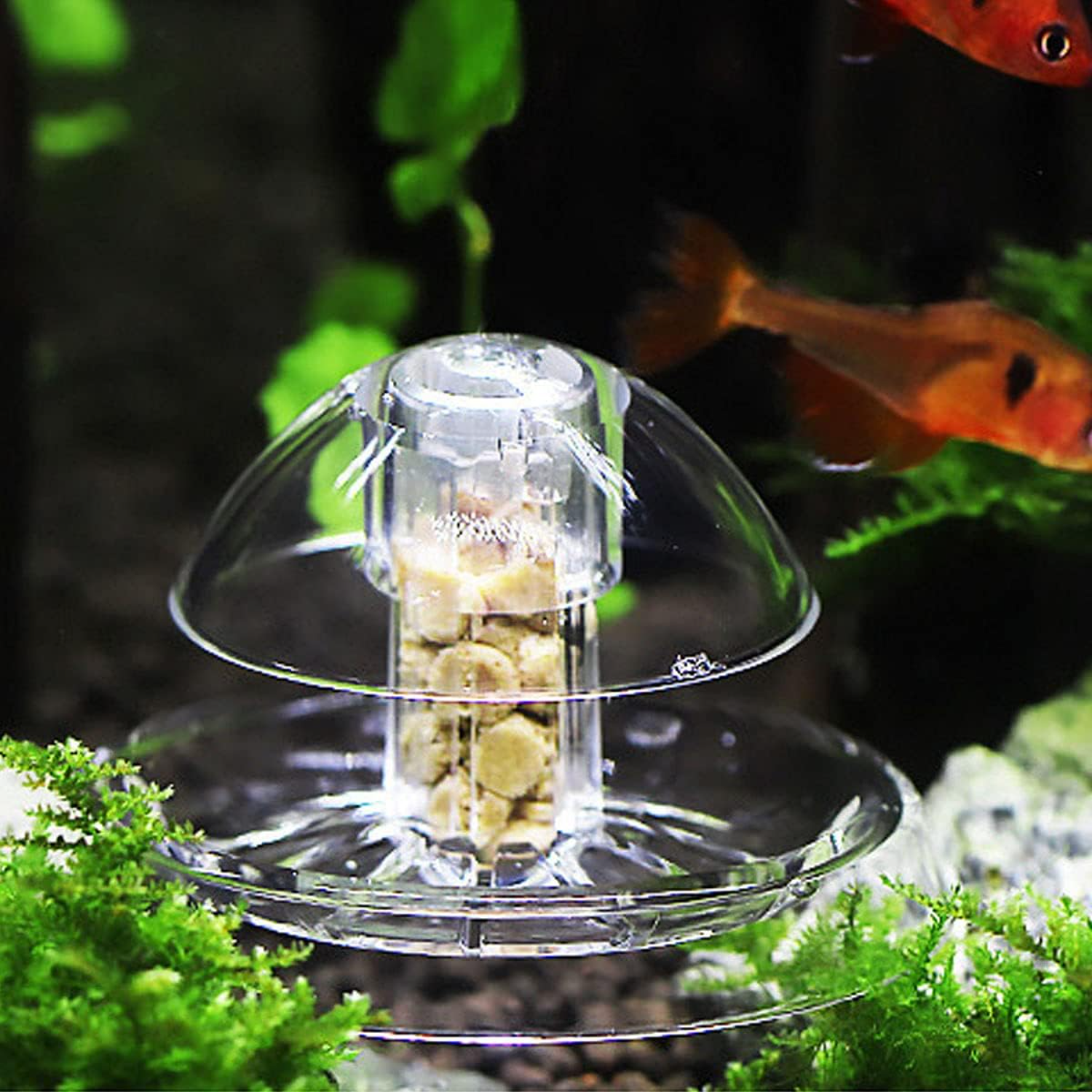 Ailindany Snail Trap Plastic T - Aquarium Fish Online 리뷰 및 가격