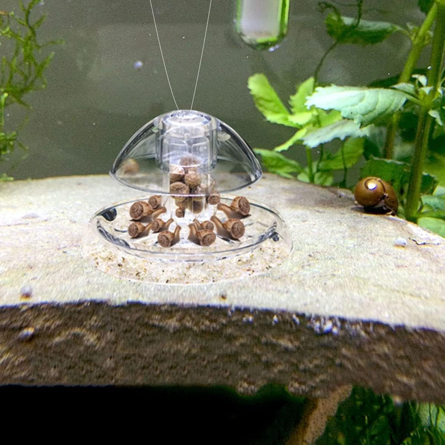 Ailindany Snail Trap Plastic T - Aquarium Fish Online 리뷰 및 가격