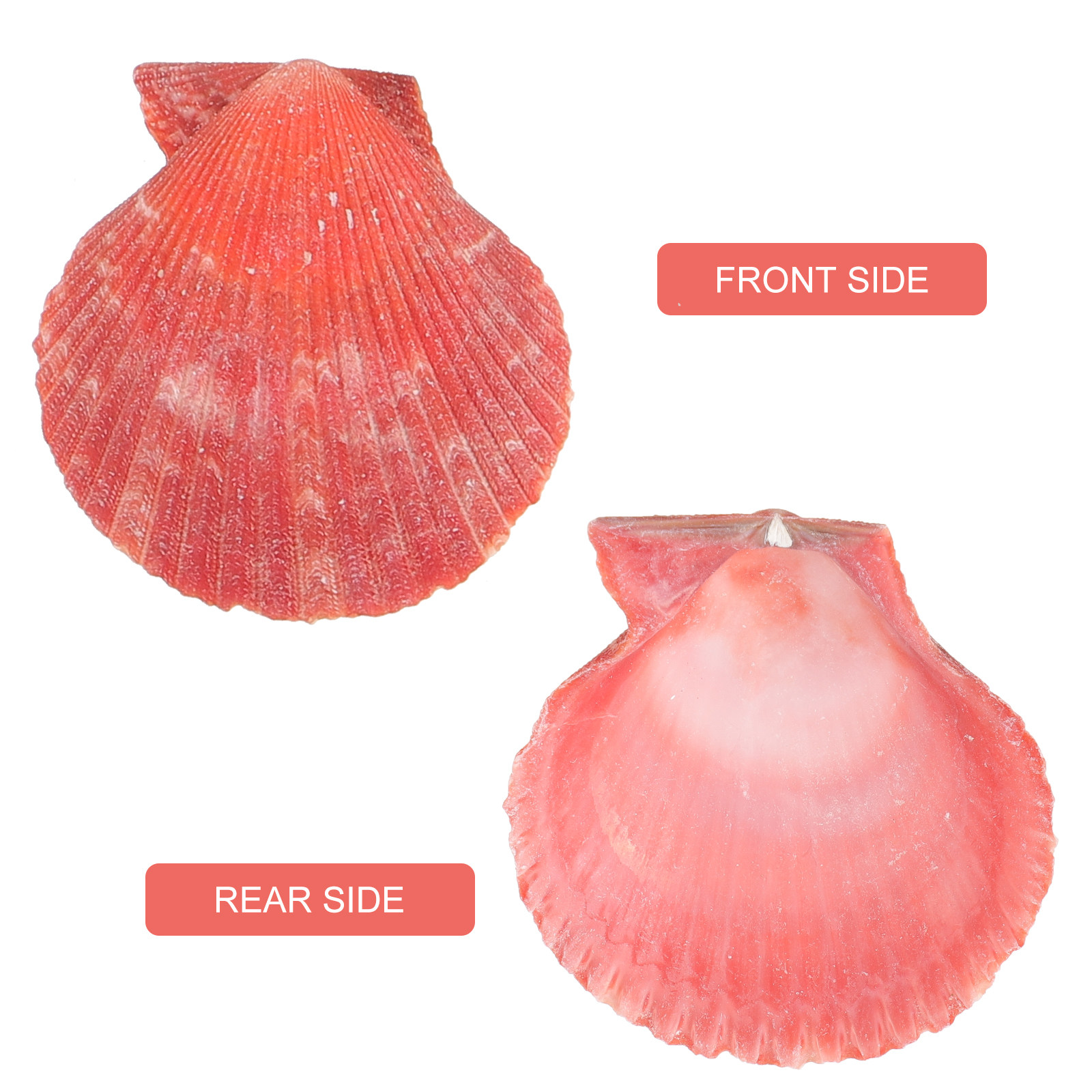Exquisite Natural Conch Decor  - Aquarium Fish Tank 리뷰 및 가격