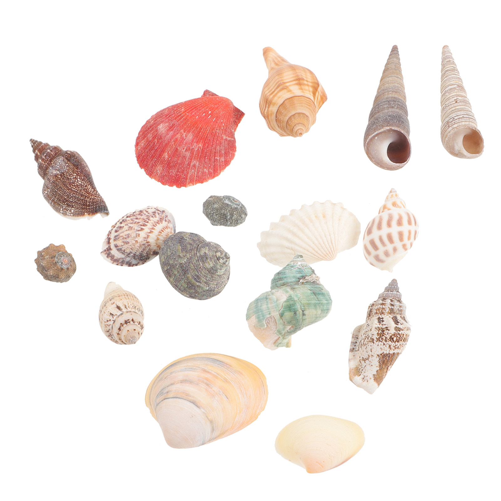 Exquisite Natural Conch Decor  - Aquarium Fish Tank 리뷰 및 가격