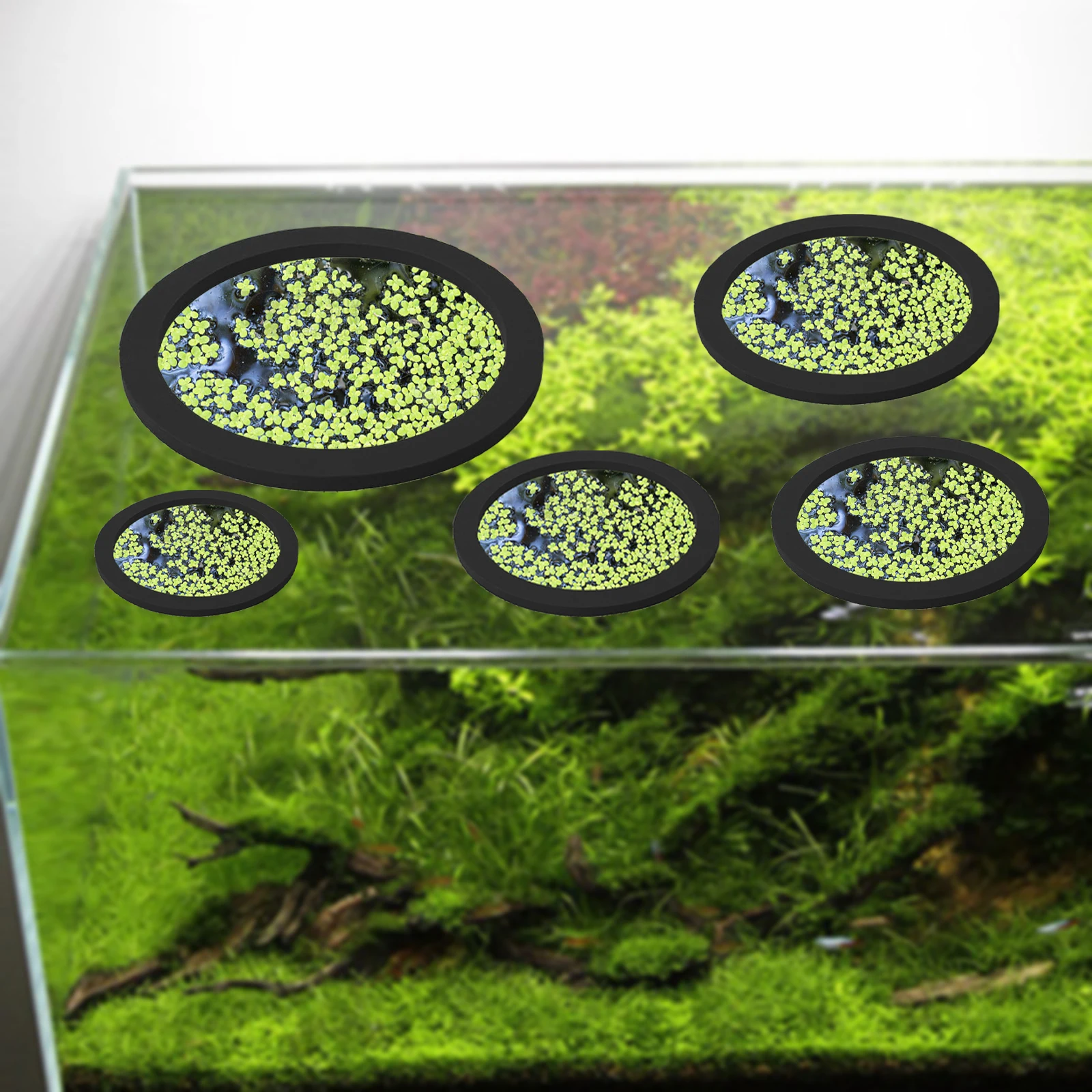 5Pcs EVA Fish Feeding Ring Aqu - Aquarium Fish Tank 리뷰 및 가격