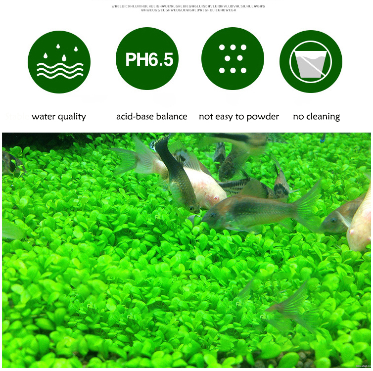 Aquarium Plant Seeds Soil Fish - Aquarium Fish To Buy 리뷰 및 가격