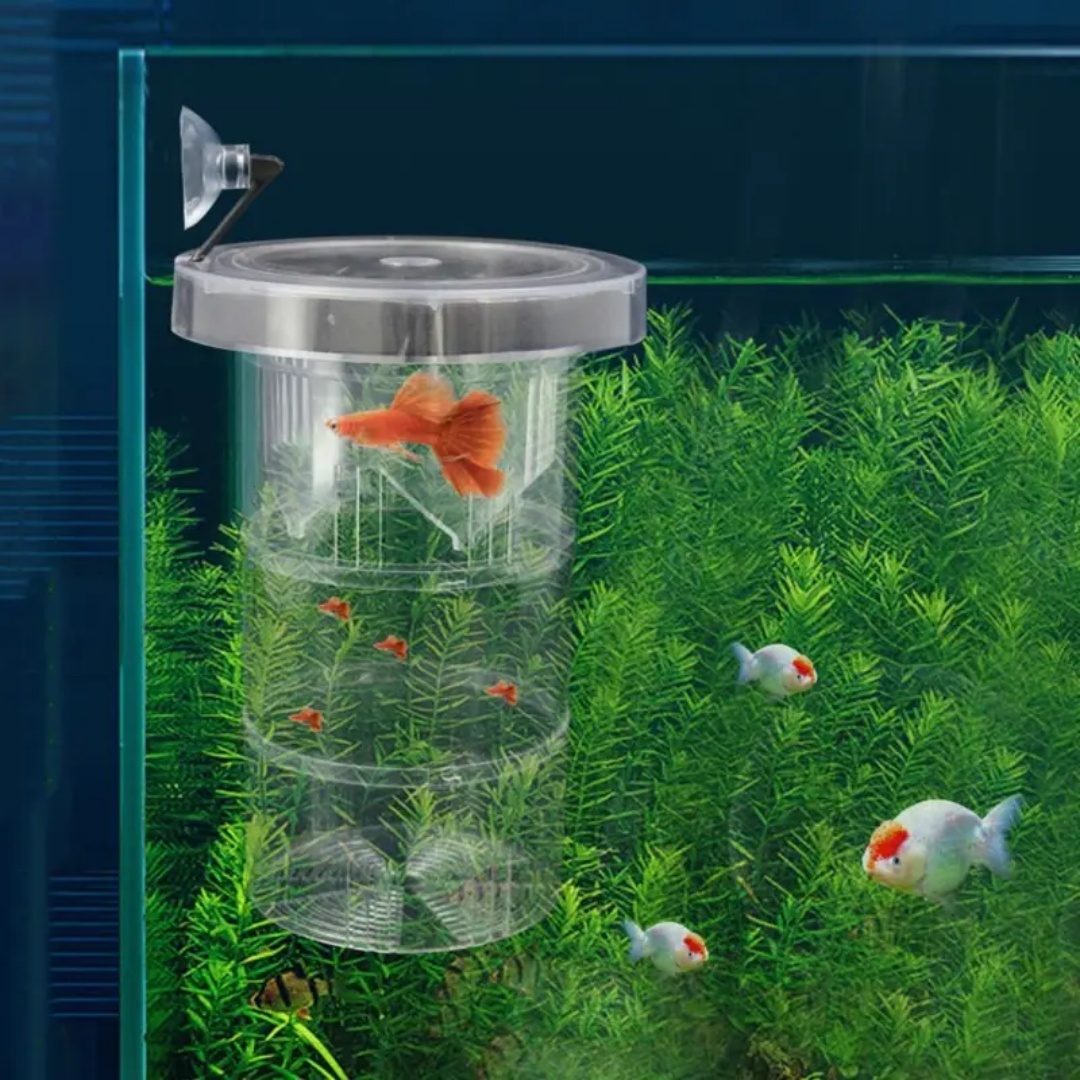 Acrylic Floating Fish Breeding - Aquarium Fish Feeder 리뷰 및 가격