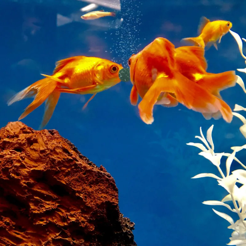 100-1500Pcs High-Purity Spirul - Aquarium Fish Enrichment 리뷰 및 가격